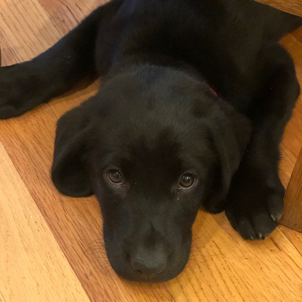 Meet your Posher, Liz